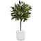 2ft. Bay Laurel Tree in White Glossy Cylinder Planter